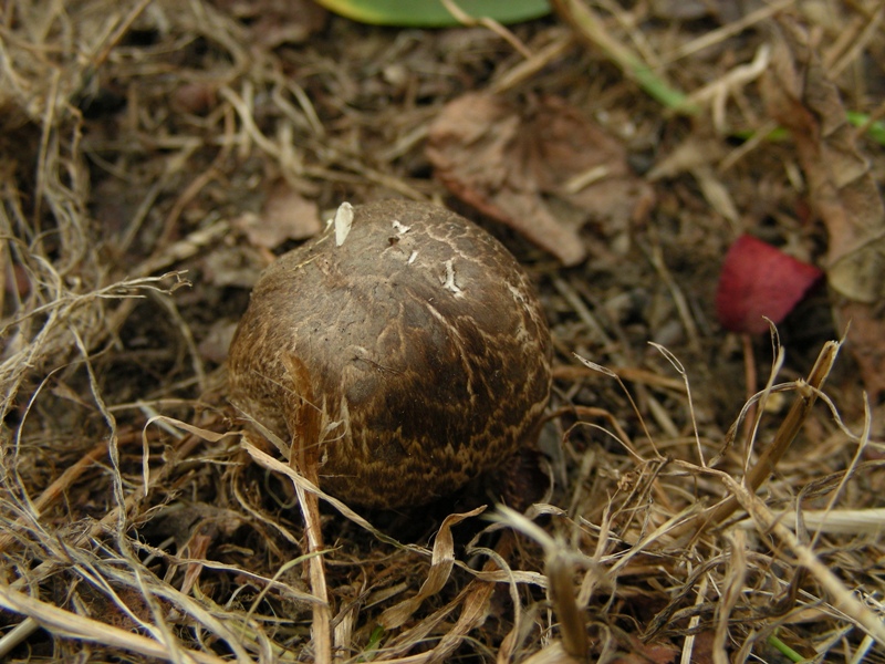 Agaricus da determinare